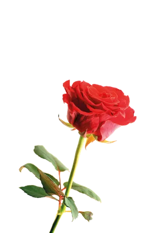 鲜花玫瑰免扣素材