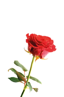 鲜花玫瑰免扣素材 鲜花玫瑰免扣素材