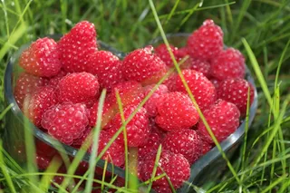 红色诱人山莓图片