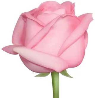玫瑰 PNG免抠