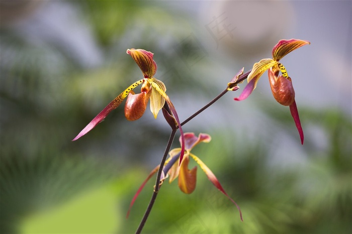 蝴蝶兰鲜花图片