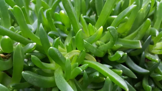 多肉绿色植物背景图片 多肉绿色植物背景图片