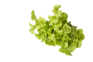 青菜 (4)超市商品白底图免抠实物摄影png格式图片透明底