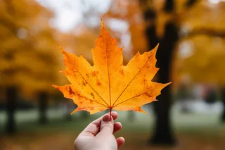 秋天手拿着一片梧桐叶摄影图