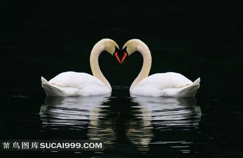 高清白天鹅图片素材下载