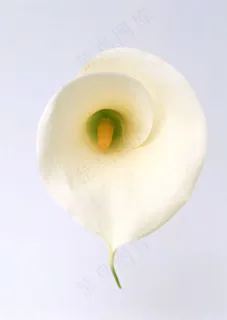 花草特写 1405 花草特写 1405