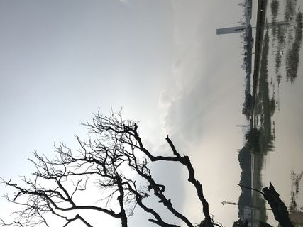 海边日落枯树剪影