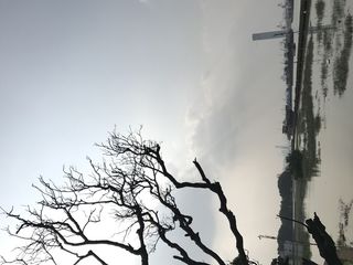 海边日落枯树剪影