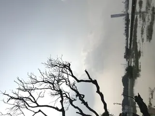 海边日落枯树剪影