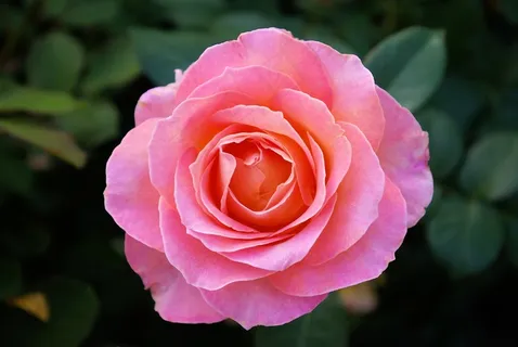 粉红色玫瑰花朵图片 粉红色玫瑰花朵图片