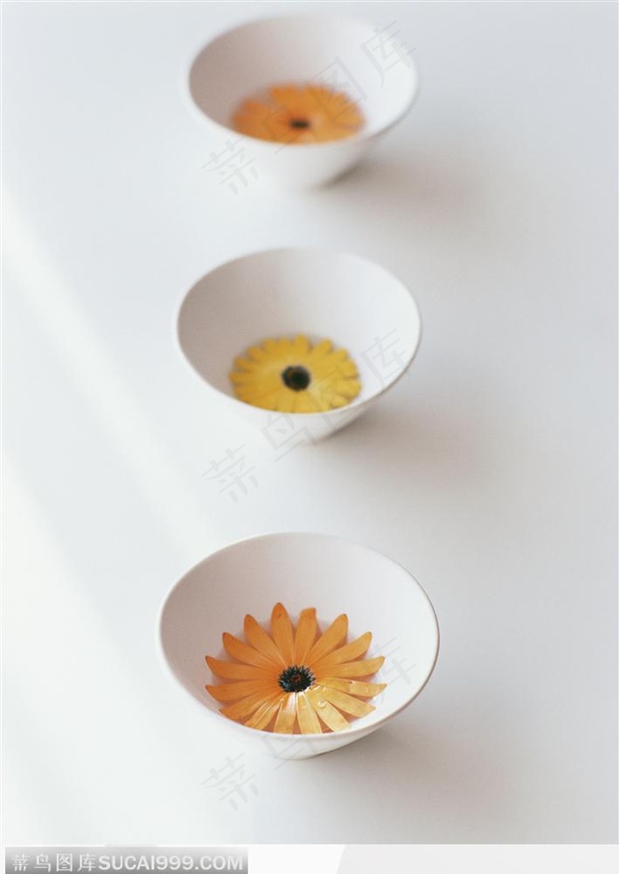 碗中并排摆的菊花