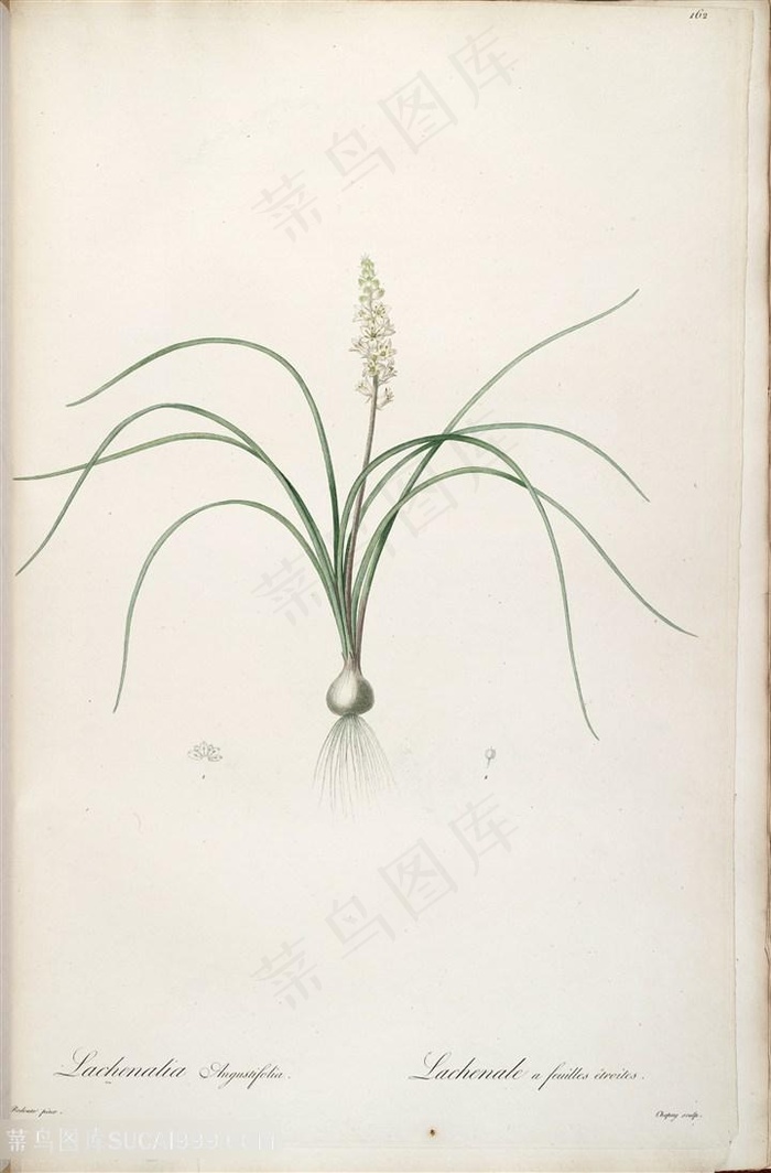 雷杜德原版手绘花卉复古插画