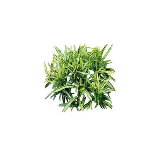 树免抠素材 树免抠素材