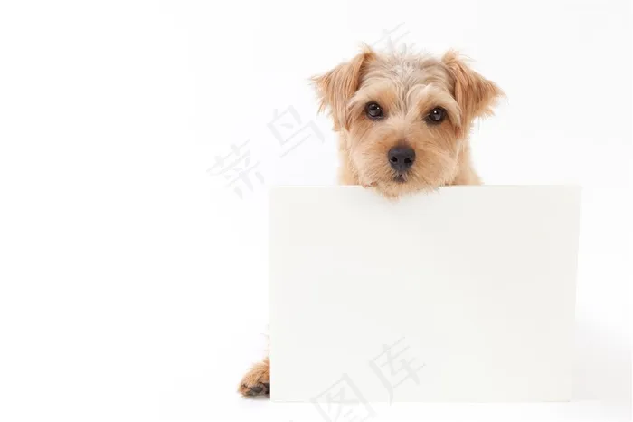 呆萌可爱的小狗狗高清图片