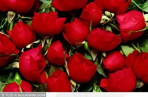 大红色的玫瑰花背景