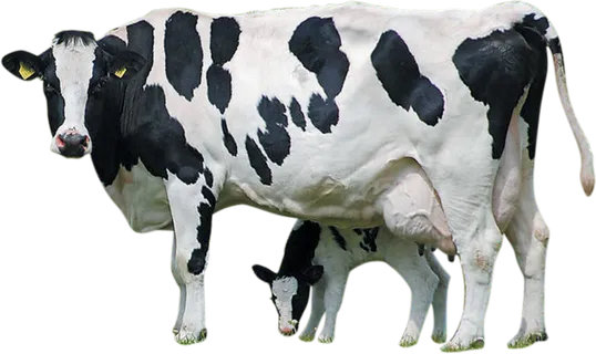 奶牛畜牧业现代农业