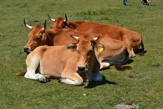牛奶牛牧场牛奶草原原生态黄牛