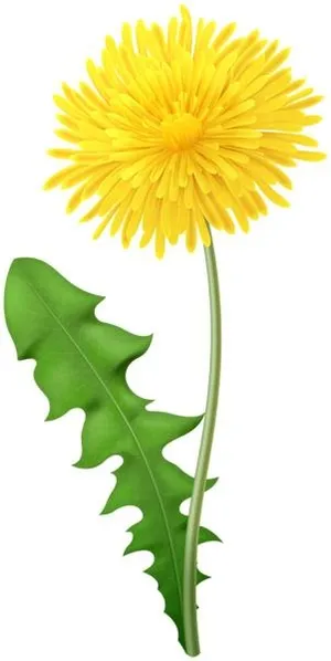 蒲公英免抠