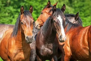 骏马动物写真素材图片