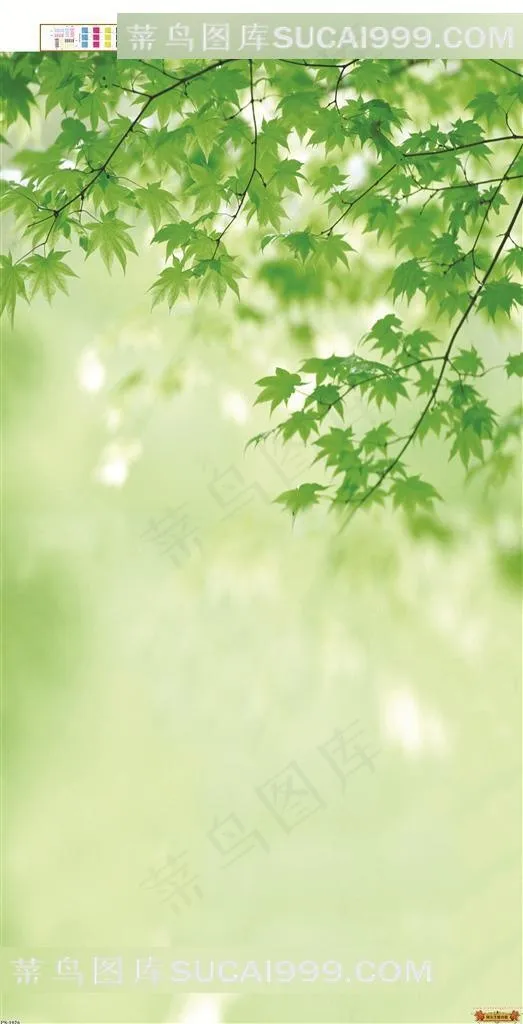 小清新影楼背景图