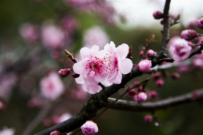 梅花图片素材