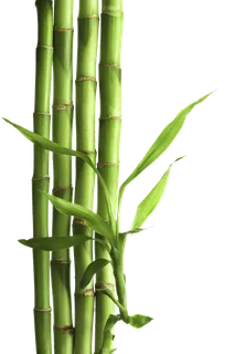 PNG 绿色竹子 PNG 绿色竹子