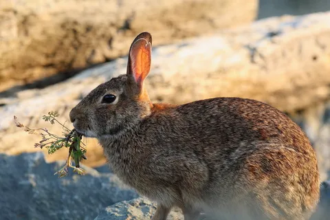 兔子可爱动物素材动物实拍