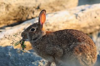 兔子可爱动物素材动物实拍
