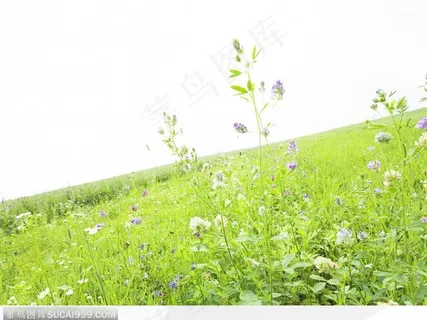 有小花的青草地