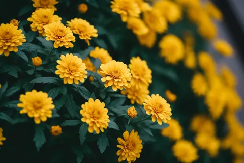 万寿菊菊花花丛摄影图