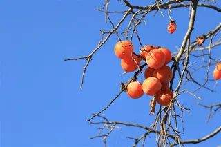 成熟的柿子素材图