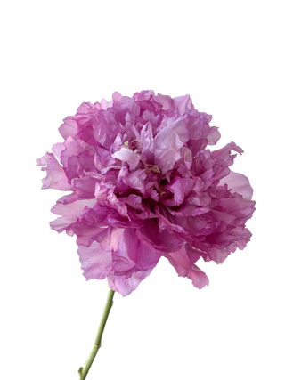 花朵|花卉|花瓣|向日葵|菊|百合|玫瑰|荷花|PNG|免扣元素