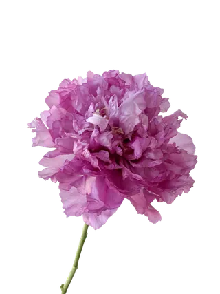 花朵|花卉|花瓣|向日葵|菊|百合|玫瑰|荷花|PNG|免扣元素