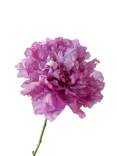 花朵|花卉|花瓣|向日葵|菊|百合|玫瑰|荷花|PNG|免扣元素 花朵|花卉|花瓣|向日葵|菊|百合|玫瑰|荷花|PNG|免扣元素