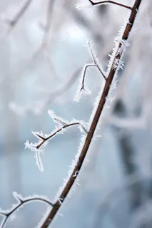 冬天树枝上的白霜雾凇摄影图