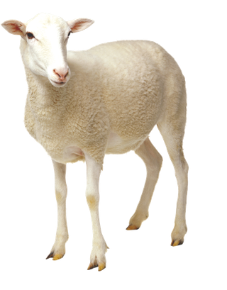 免抠动物，生物，活物，绵羊