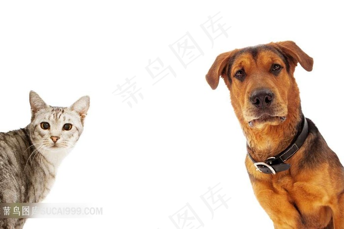 小猫小狗图片素材