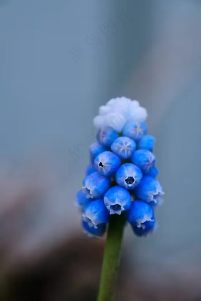 不知名的花朵图片