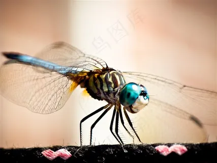 蜻蜓高清图片下载 蜻蜓高清图片下载