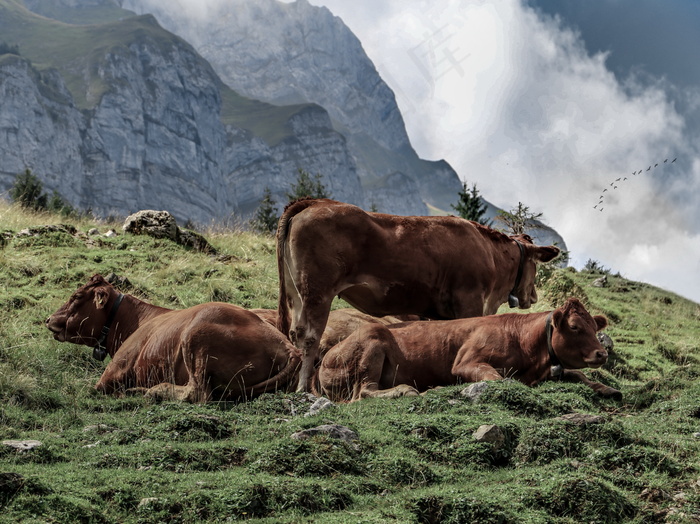 山上放养的黄牛图片