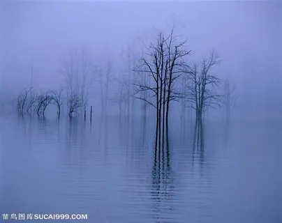 枯树图片素材 枯树图片素材