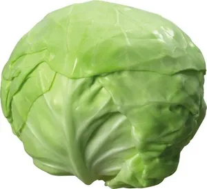 卷心菜 PNG免抠