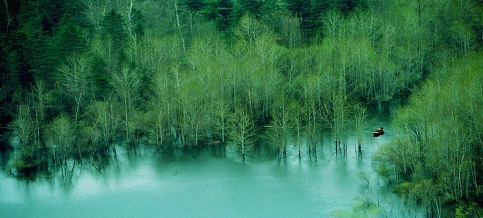 水面上的绿色水草