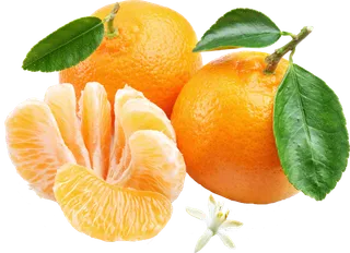 橘子免抠素材 (16)