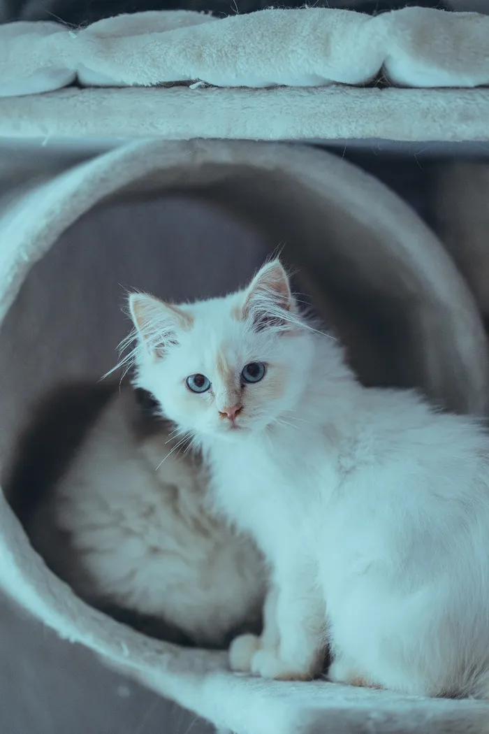 可爱猫咪猫猫摄影素材