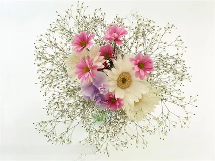 白色粉色菊花鲜花素材