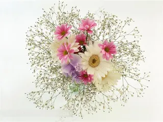 白色粉色菊花鲜花素材