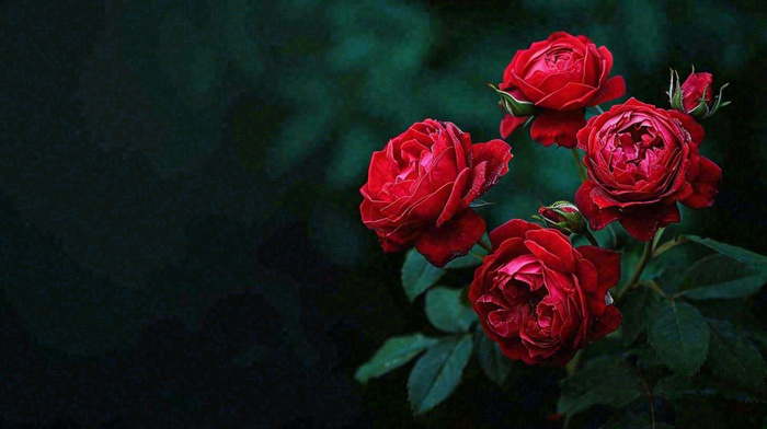 红玫瑰鲜花艳丽，花朵暗黑摄影图(1456x816)