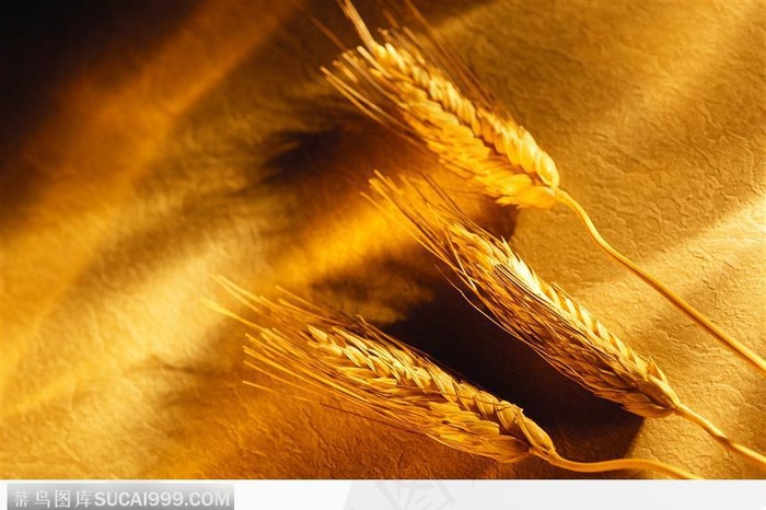 金灿灿的麦子