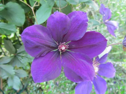 紫芙蓉图片 紫芙蓉图片
